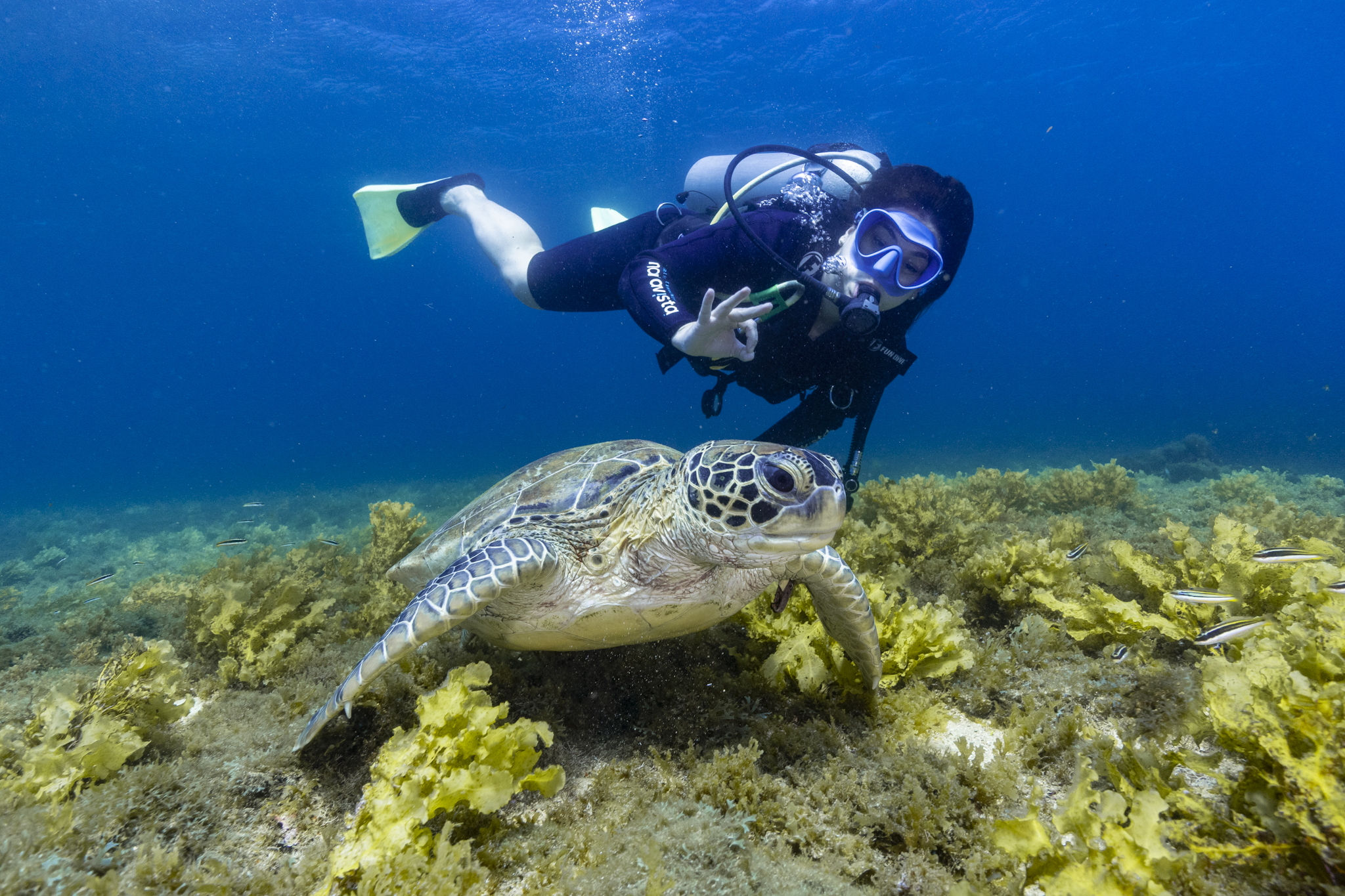 Projeto Tamar em Fernando de Noronha: as tartarugas e a ilha que as protege